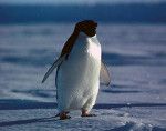 Информације о пингвину Аделие
