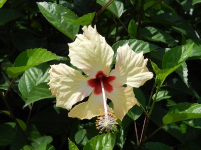 Borneo lilled