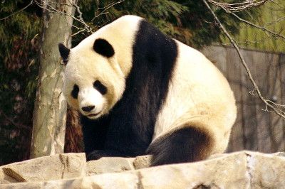 Η επιστροφή του γιγαντιαίου Panda - ένας θρίαμβος για τη διατήρηση των ειδών