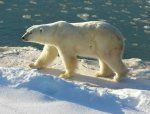 Beruang Kutub - Raksasa Haiwan Artik