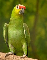 Under hot - The Green-Cheeked Papegoja