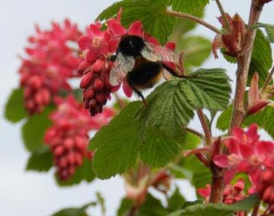 El vostre jardí és apte per a insectes?