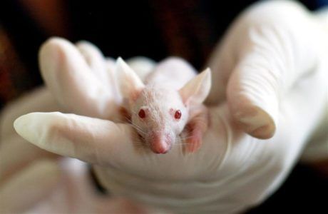 Por que você deve dizer não aos testes cosméticos em animais