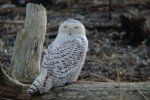 Snowy Owl repéré à 1000 milles de chez lui
