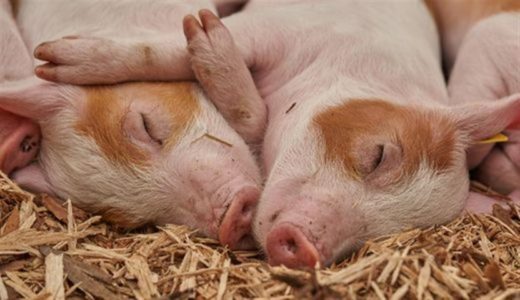 5 דברים שתוכלו לעשות כדי להיות אדיבים לבעלי חיים השבוע למודעות לזכויות בעלי חיים