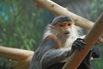 Planeedi kõige ohustatumad primaadid