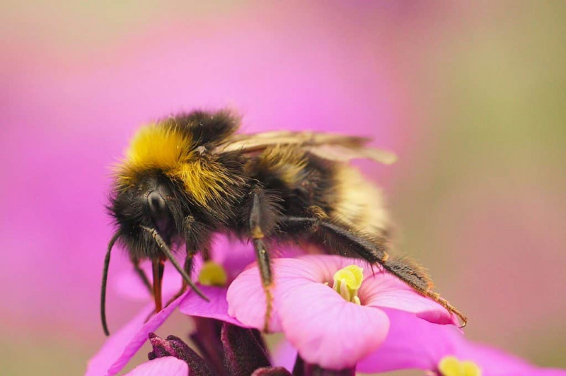   Eine sehr haarige Hummel sitzt auf einer rosa Blume mit gelber Mitte, der Mond hat einen bräunlich schwarzen Kopf, einen gelben Kragen, einen braunen Thorax und einen gelb-braun gestreiften Admin, wobei das letzte Segment eine sehr hellgelbe bis cremefarbene Farbe hat. Die Hummel befindet sich in der Bildmitte in einem leichten Winkel mit ihrem Kopf im linken Teil des Rahmens nach vorne und ihrem Schwanz im rechten Teil des Rahmens nach hinten