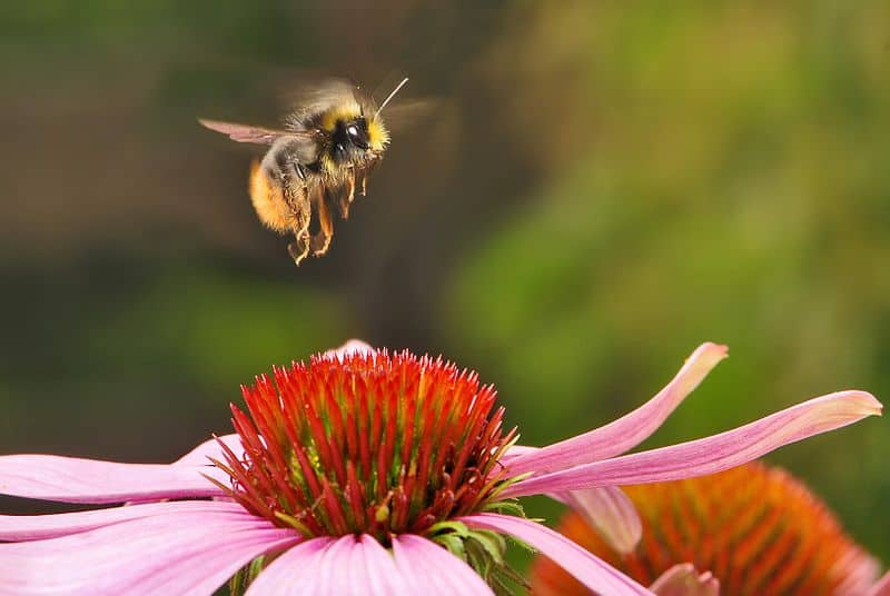 Le bourdon précoce (Bombus pratorum)