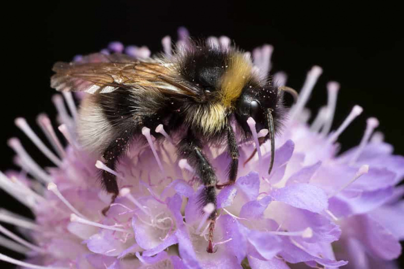 Une macro de gitan's cuckoo bumblebee on a pink dome shaped flower with individual stamens. The bee is horizontal in the photograph with its head facing right frame its head is black it has a yellow collar a black thorax and a black and white striped abdomen with a clearly white tail. The bee is fairly hairy.