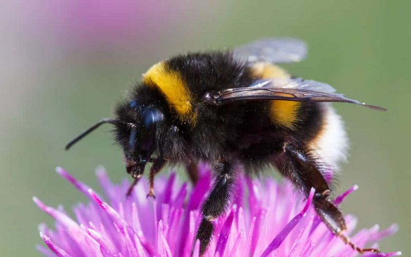   Hummel, bombus terrestris