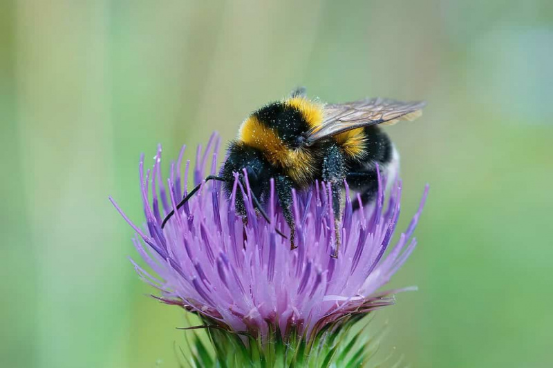   kleine tuinhommel, Bombus hortorum, drinknectar vormt een paarse distelbloem