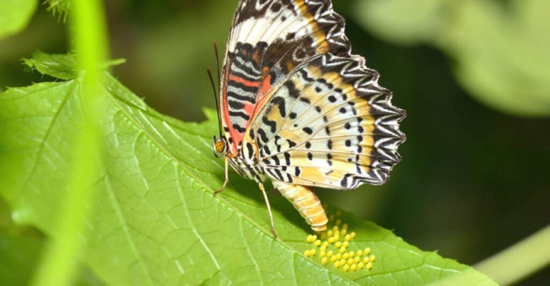   rumeni, oranžni, beli in črni metulj, ki odlaga sferična rumena jajčeca na svetlo zelene liste.