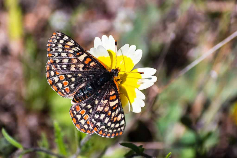 Descobreix les 6 papallones més rares que revoloten pels Estats Units