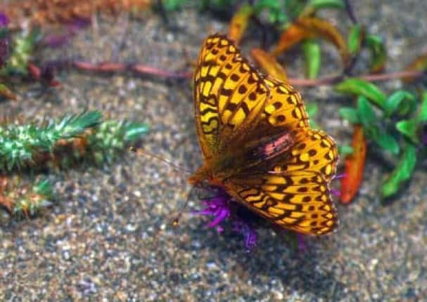   மிர்ட்டல்'s silverspot butterfly