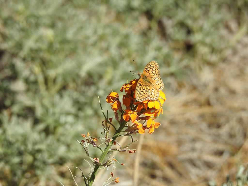 Callippe Fritillary pillangó