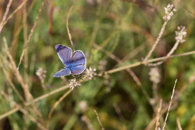   Mission Blue Butterfly