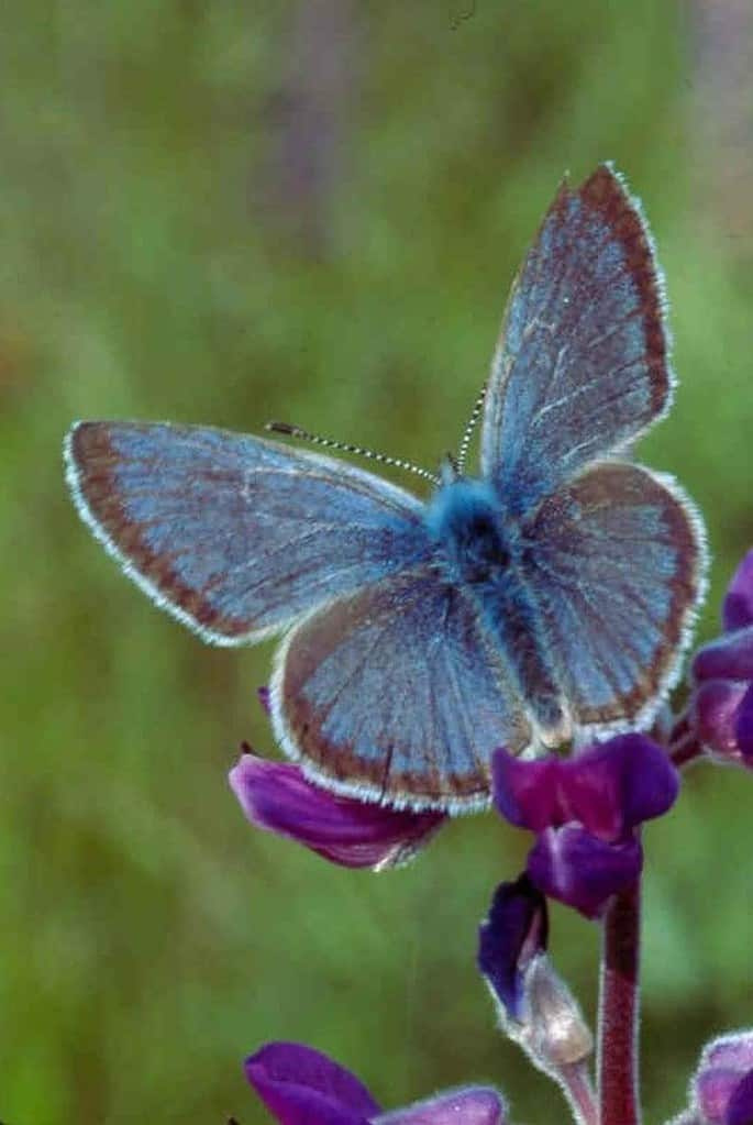 Lökhárító's blue Butterfly