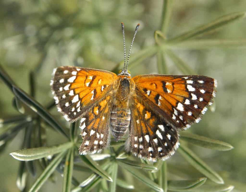   kovinski metulj