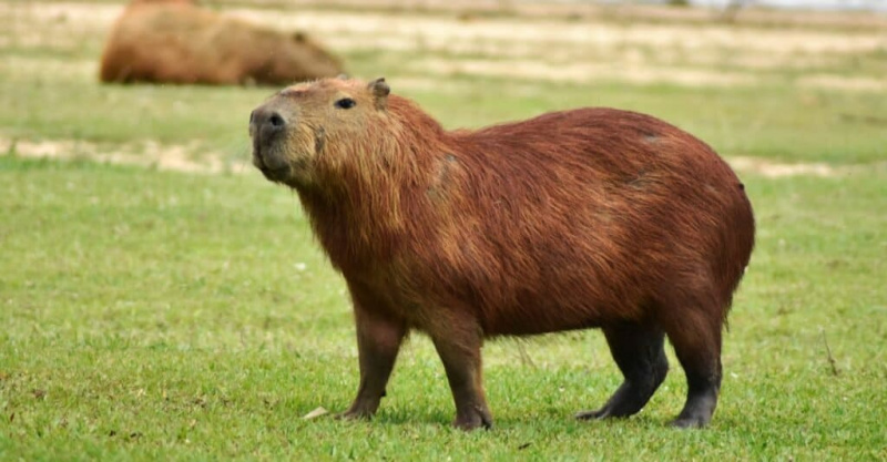   Den största levande gnagaren i världen: Capybara (Hydrochoerus hydrochaeris)