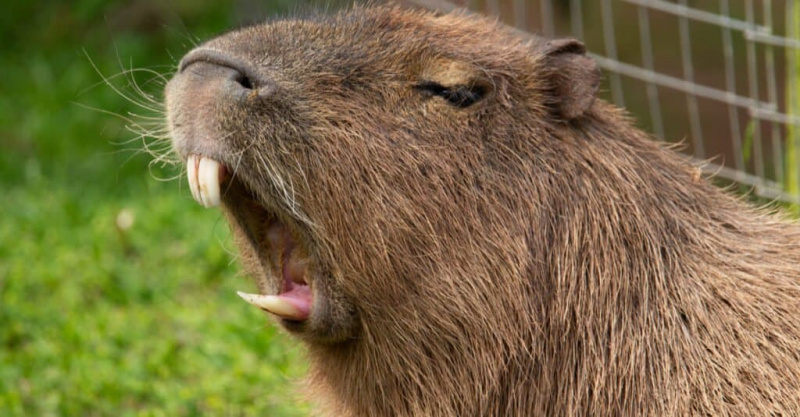   Ngipin ng Capybara - Incisor
