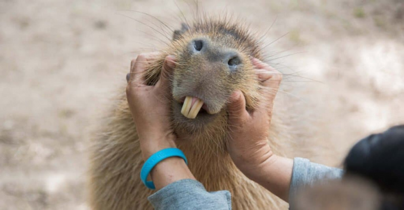  Capybara tänder - framtänder