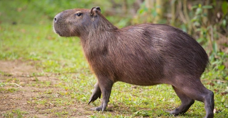   topp 10 icke-traditionella husdjur - Capybara