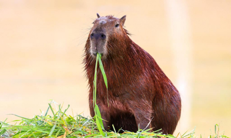   CAPYBARA spiser