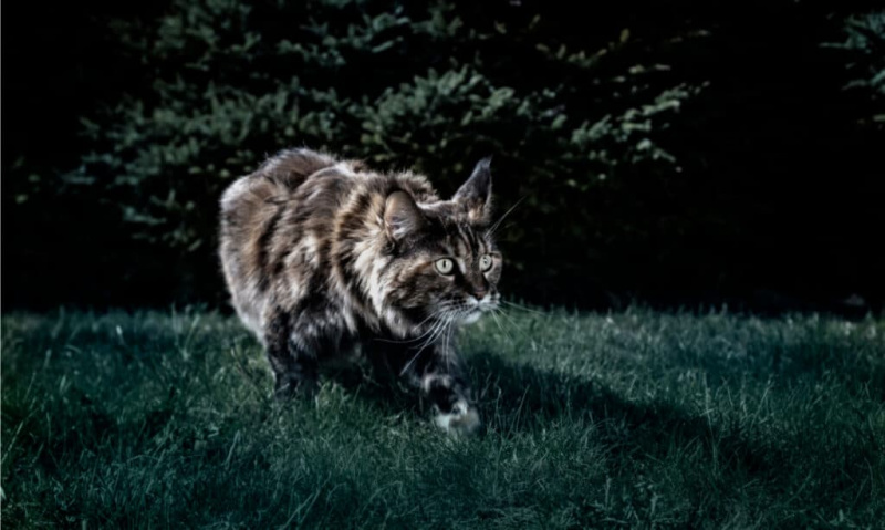   bolehkah kucing melihat dalam gelap