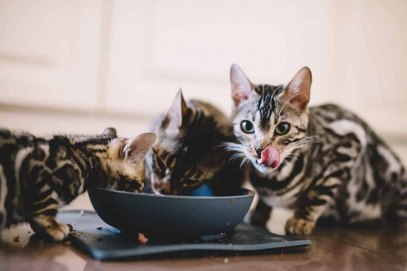   Anak kucing Bengal muda makan bersama. Pembiakan kucing di rumah. Haiwan peliharaan yang comel