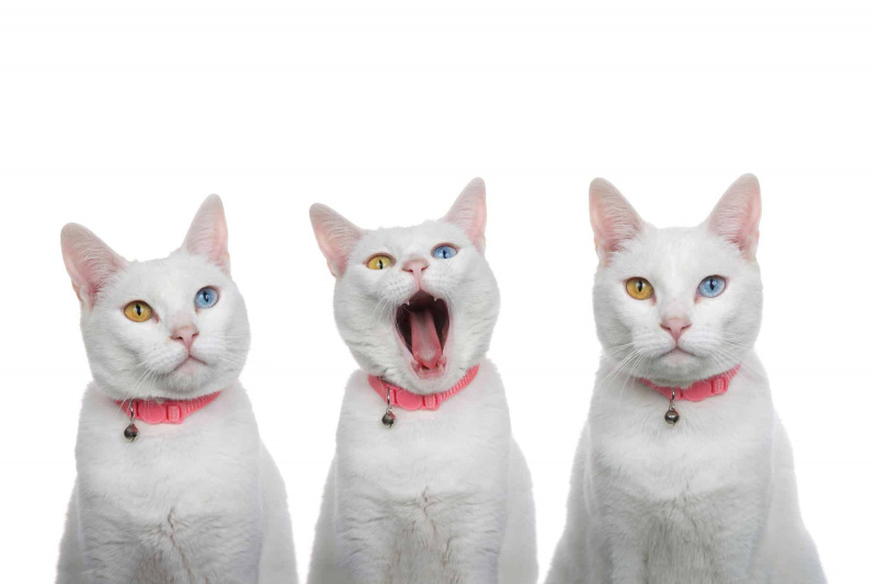   Potret 3 ekor kucing putih
