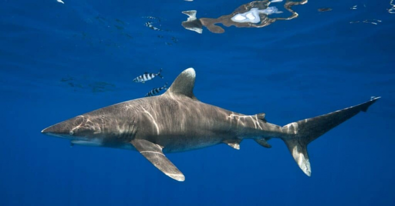  O Tubarão Mais Assustador - Ocean Whitetip
