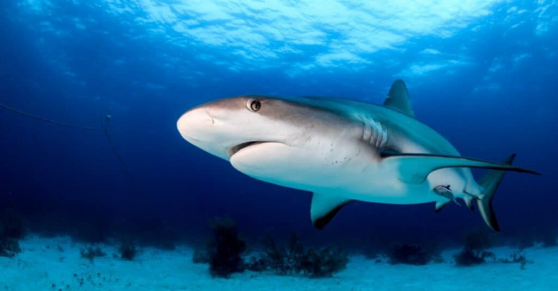   ајкула плива близу дна океана