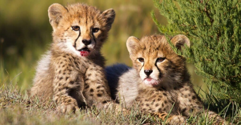   gepardí súrodenci