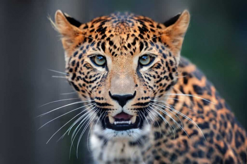   gepard pri pohľade na fotoaparát