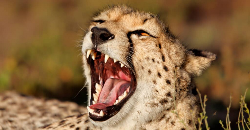   Gepard vs lev - Gepardí zuby s otvorenými ústami