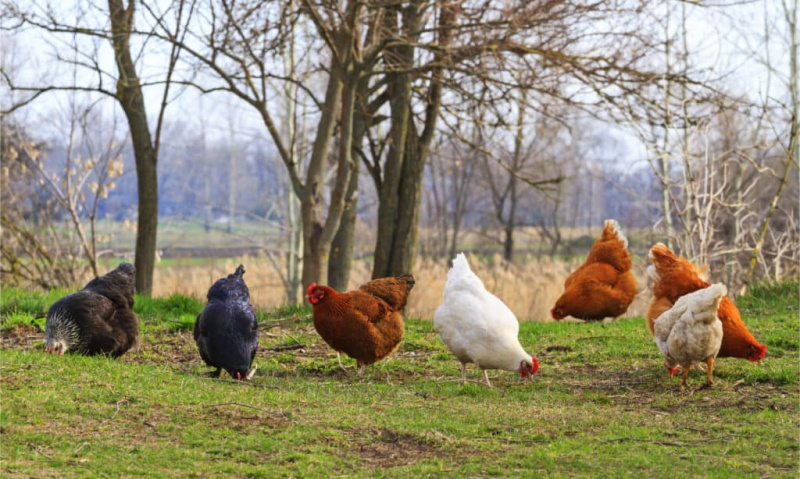 Зашто кокошке једу сопствена јаја?