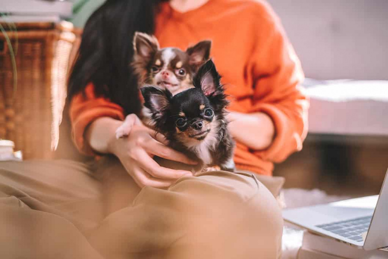   Chihuahuas à poils longs