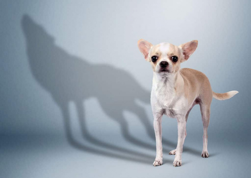Loup, Chien, Ombre, Chihuahua - Chien, Colère
