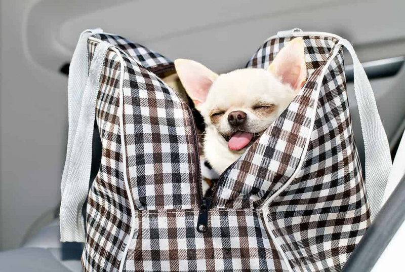   Chihuahua dans un sac