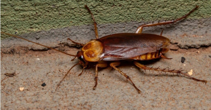 Ščurki v Virginiji