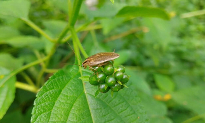   Blattella Asahinai - Asian cockroach sa mga damo. Ang mga Oriental cockroaches ay kilala rin bilang water bugs dahil nabibilang sila o matatagpuan sa mga drains.