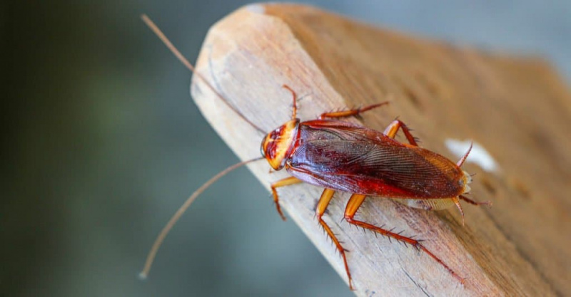 Scarafaggio su un pezzo di legno