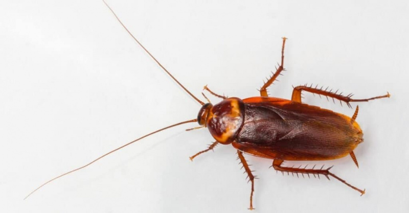 Quando è la stagione degli scarafaggi nel Michigan?