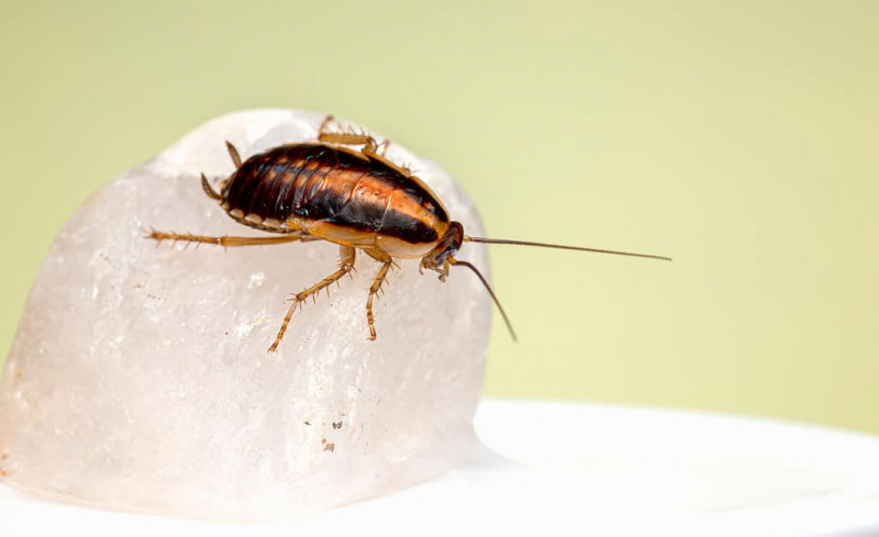 A barata alemã (Blatella germanica)