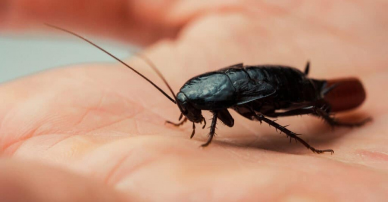   Видове хлебарки - Ориенталска хлебарка
