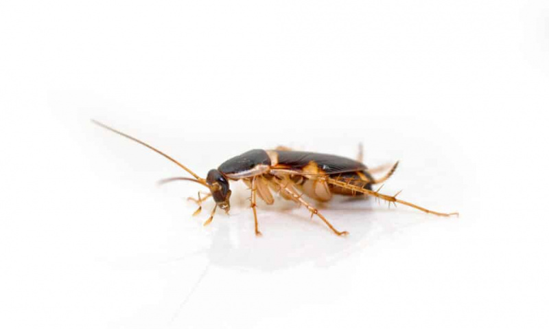   ๋Молодой коричневый полосатый таракан изолирован на белом полу.