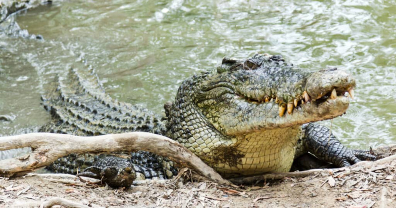 Nilski krokodil proti morskemu krokodilu: kakšne so razlike?
