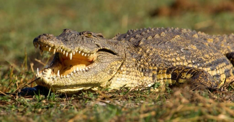   Agresivna žival: nilski krokodil