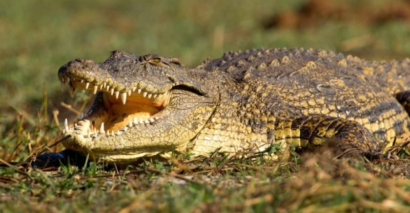   Animal Agressivo: Crocodilo do Nilo