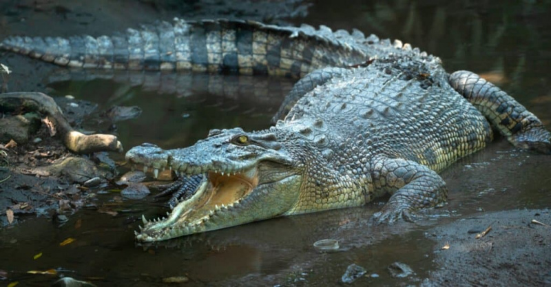   Stipriausias gyvūno įkandimas – sūraus vandens krokodilas